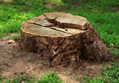 Stump Grinding 101: Why Removing Tree Stumps is Essential for a Pest-Free Yard blog image