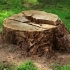 Stump Grinding 101: Why Removing Tree Stumps is Essential for a Pest-Free Yard small image