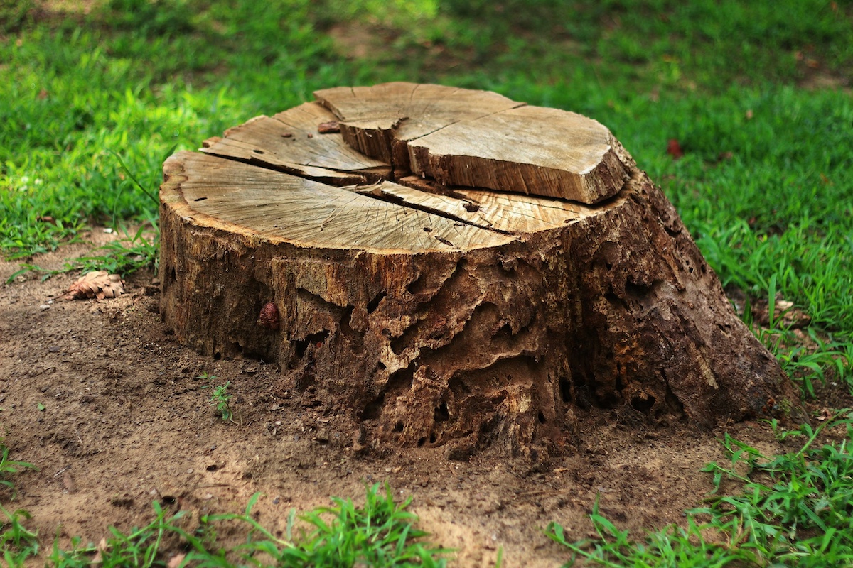 Stump Grinding 101: Why Removing Tree Stumps is Essential for a Pest-Free Yard hero image